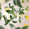 Delicate Osmanthus