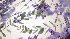 Lavender Fields