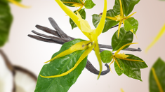 Ylang Sun