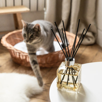 Anti-Odour Pets 1 (Fruity & Floral) Reed Diffuser